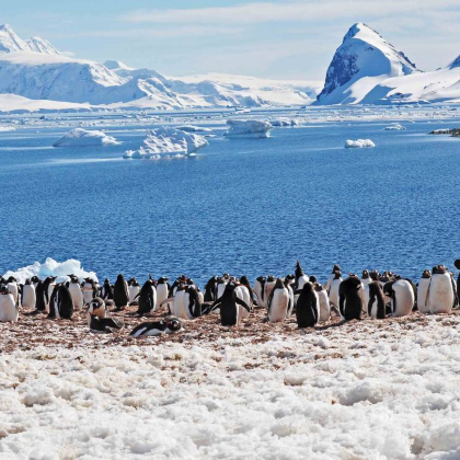 阿根廷乌斯怀亚+南极洲+南极半岛+南乔治亚岛+福克兰群岛+南设得兰群岛24日跟团游