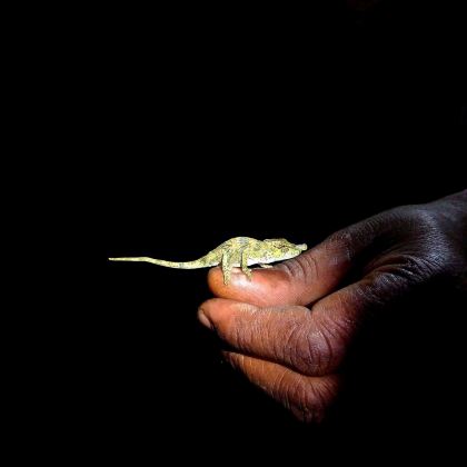 马达加斯加+塞舌尔12日9晚私家团