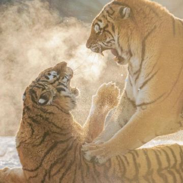 哈尔滨4日3晚自由行