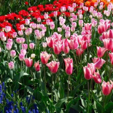 德国+荷兰9日7晚自由行