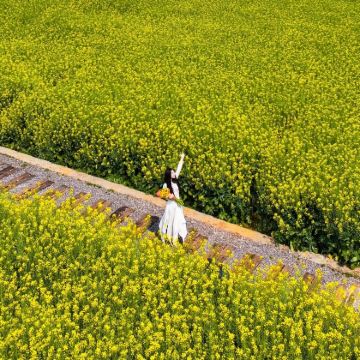 云南昆明+抚仙湖+建水+元阳+蒙自+普者黑景区+坝美世外桃源景区+弥勒+罗平油菜花景区+东川红土地+元谋土林10日9晚自由行