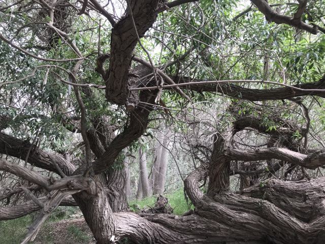 天山神木园旅行图片 3