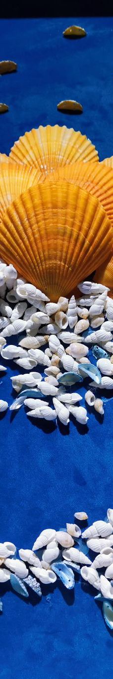 贝壳王国-秦皇岛