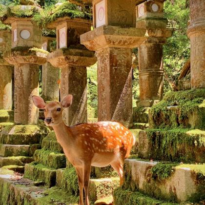 日本京都+大阪+奈良9日8晚私家团