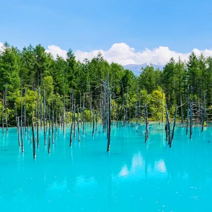 日本北海道5日4晚跟团游