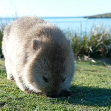澳大利亚塔斯马尼亚霍巴特5日4晚跟团游