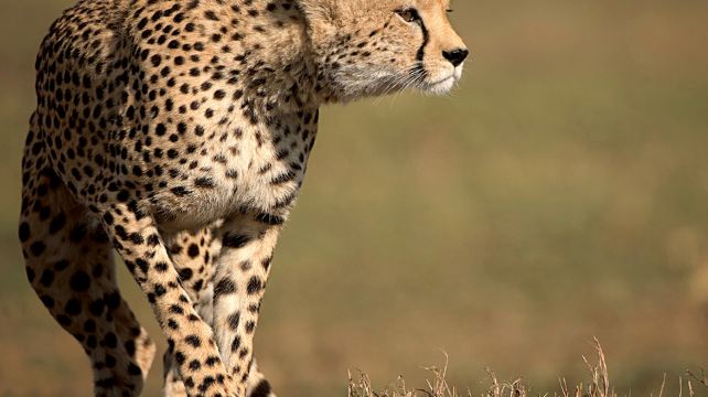 9-Day Kenya Camping Safari from Nairobi·Samburu National Reserve | Lake Nakuru National Park | Masai Mara