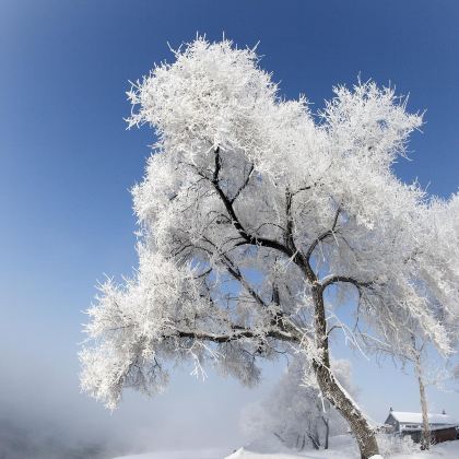 长白山+哈尔滨+漠河7日6晚拼小团