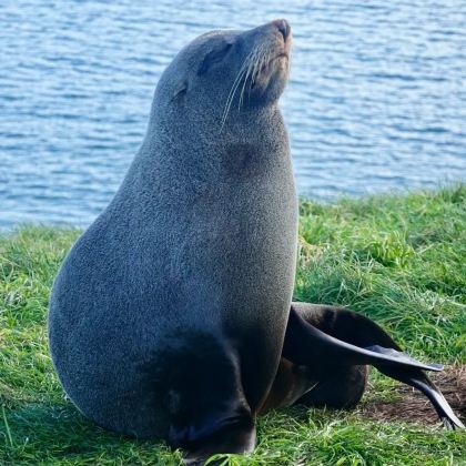 新西兰南岛+凯库拉观鲸游船+皇后镇天空缆车+米尔福德峡湾9日7晚私家团