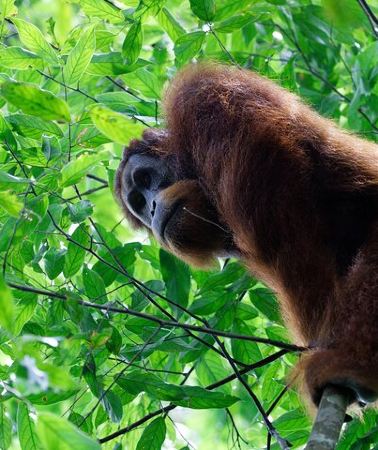 7D6N • 7 Days 6 Nights North Sumatra Tour (Bukit Lawang-Berastagi-Lake Toba)