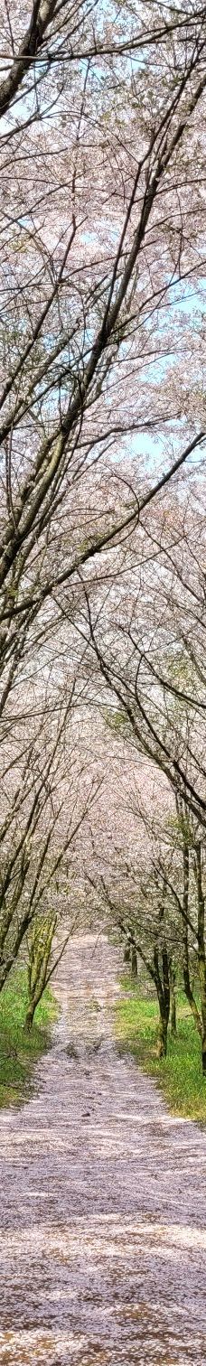 贵安樱花园-安顺