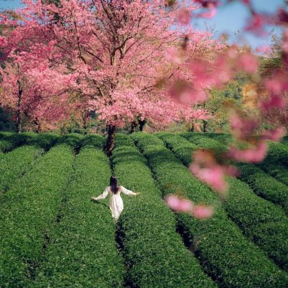 大理市+巍山5日4晚拼小团