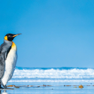 智利圣地亚哥+蓬塔阿雷纳斯+百内国家公园+格雷冰川11日9晚私家团