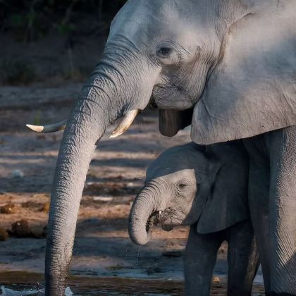 博茨瓦纳+赞比亚10日9晚私家团