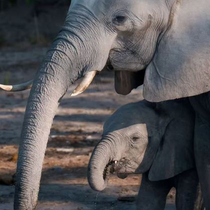 博茨瓦纳+赞比亚10日9晚私家团