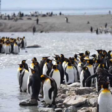 阿根廷乌斯怀亚+南极洲南极半岛+阿根廷马尔维纳斯+南乔治亚岛+中国南极长城站24日跟团游