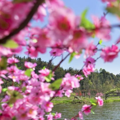 湖南常德桃花源+湖南常德野生动物世界3日2晚私家团