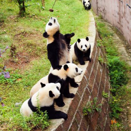 四川成都+重庆+三星堆博物馆+成都大熊猫繁育研究基地+广阳岛6日5晚跟团游