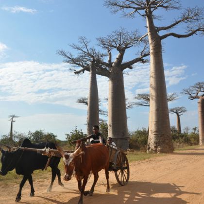 马达加斯加11日9晚私家团