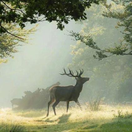 宜昌长江三峡+神农架+大九湖国家湿地公园+恩施大峡谷10日9晚跟团游