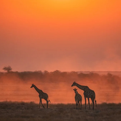 纳米比亚埃托沙国家公园+鲸湾港+纳米布沙漠+死亡谷9日8晚私家团