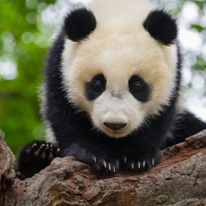 广州+佛山+顺德区+广州长隆旅游度假区7日6晚私家团