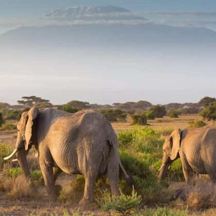 肯尼亚马赛马拉国家保护区+纳库鲁+安波塞利国家公园6日5晚跟团游
