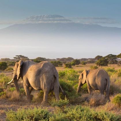肯尼亚马赛马拉国家保护区+纳库鲁+安波塞利国家公园6日5晚跟团游