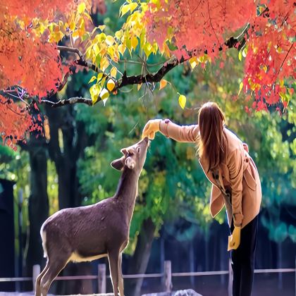 日本大阪+京都5日4晚拼小团
