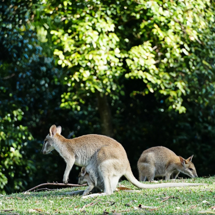 新西兰北岛+南岛+澳大利亚12日9晚跟团游