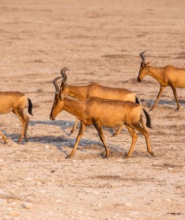 12D11N • 12 Day Classic Namibia Camping Safari