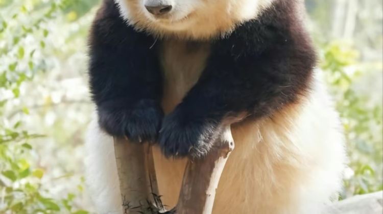 6D5N · Group Tours · Chengdu + Emeishan City + Leshan + Dujiangyan + Mount Qingcheng + Sanxingdui Museum +Professional tour guide accompanies throughout the trip with in-depth commentary.