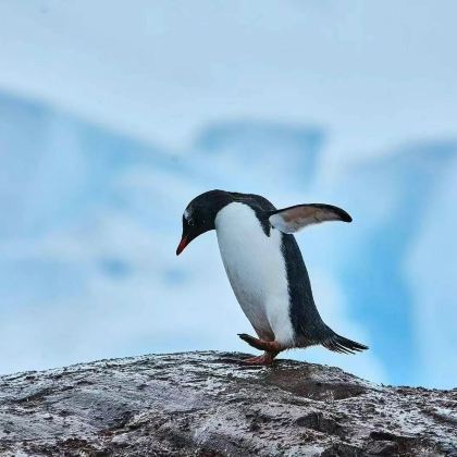 巴西+阿根廷+乌拉圭+智利+秘鲁+南极洲33日跟团游