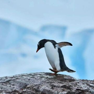 巴西+阿根廷+乌拉圭+智利+秘鲁+南极洲33日跟团游