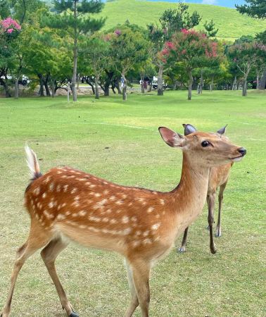 6D5N • Japan, Tokyo, Osaka, Kyoto, Nara City, Mount Fuji 6-day 5-night small group tour