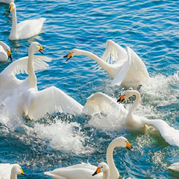 青岛+威海+烟台+蓬莱5日4晚跟团游