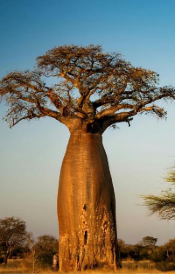 马达加斯加+毛里求斯12日11晚拼小团图片