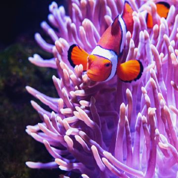 悉尼5日4晚私家团