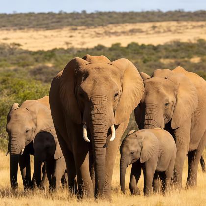 肯尼亚+坦桑尼亚+南非+纳米比亚+津巴布韦+博茨瓦纳+赞比亚+埃塞俄比亚26日24晚跟团游