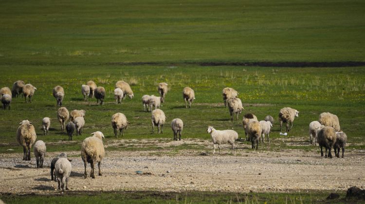 6-Day Inner Mongolia + Hohhot + Huitengxile Grassland + Whistling Dune Bay