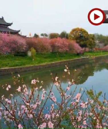 7日6晚 • <全包登岸觀光>🌸春賞粉櫻🌸醉美花海🌸 世紀遊輪~凱歌/榮耀號 長江三峽、重慶、宜昌、武漢賞櫻7天團 (船上入住5-6樓臻選江景露台房) 三峽大壩升船機、東湖磨山櫻花園、《烽煙三國》表演...