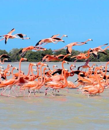 3D2N • Private 3-Day Yucatan Sightseeing Tour from Playa del Carmen