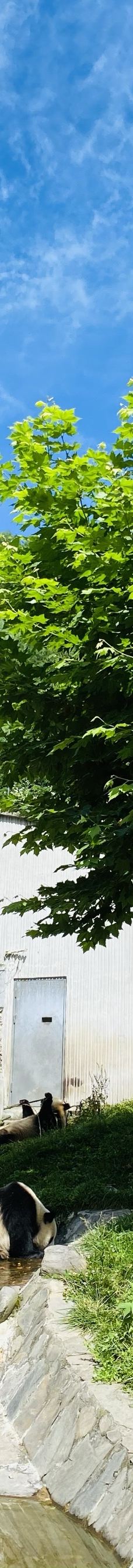 卧龙中华大熊猫苑神树坪基地-汶川