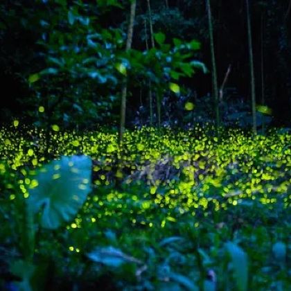 马来西亚沙巴亚庇+仙本那7日5晚跟团游