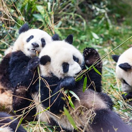 成都+峨眉山+三星堆博物馆5日4晚私家团