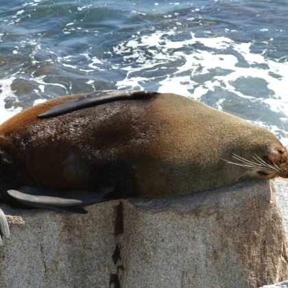 澳大利亚墨尔本+悉尼+普芬比利蒸汽火车+菲利普岛+Mill Bay Boardwalk+Raymond Island+杰维斯湾+凯阿马喷水孔+蓝色海洋路8日7晚私家团