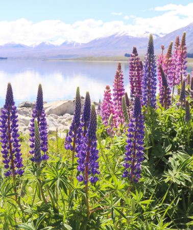 6D5N • South Island