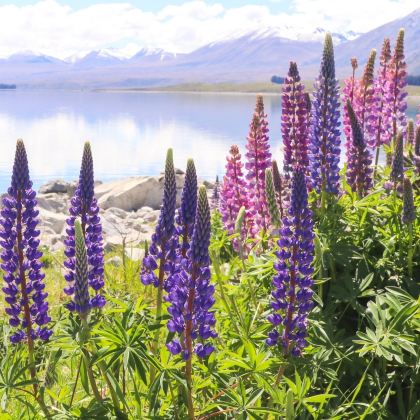 新西兰南岛6日5晚跟团游