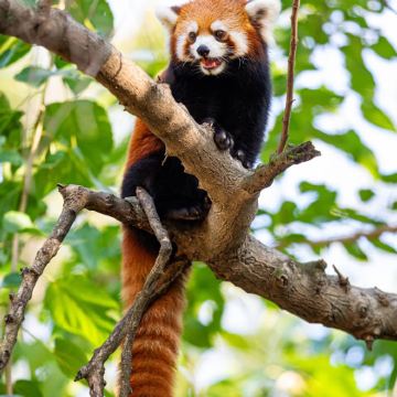 云南昆明+普洱+西双版纳5日4晚跟团游