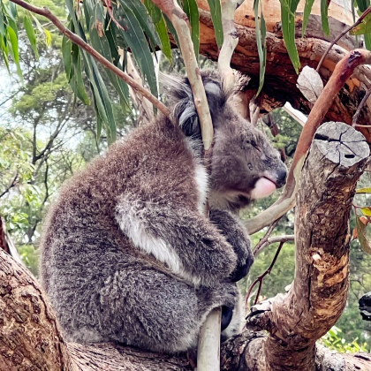 澳大利亚墨尔本+菲利普岛+大洋路+莫宁顿半岛+堪培拉8日7晚私家团